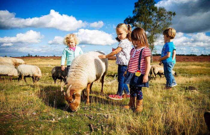 schapen op het dwingelderveld met kinderen