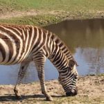 zebra in wildlands emmen